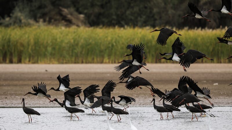 Black_Storks_Thrive_in_China_s_Restored_Wetlands___