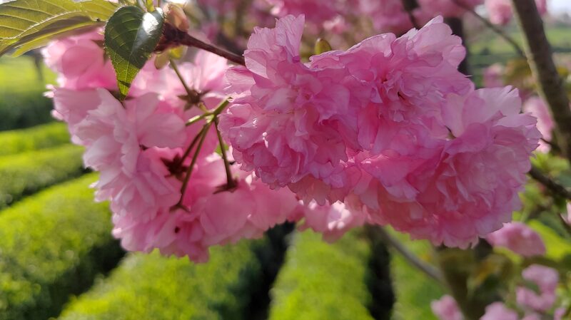 Blooming_Beauty__Guizhou_Tea_Garden_s_Cherry_Blossoms_Attract_Tourists___