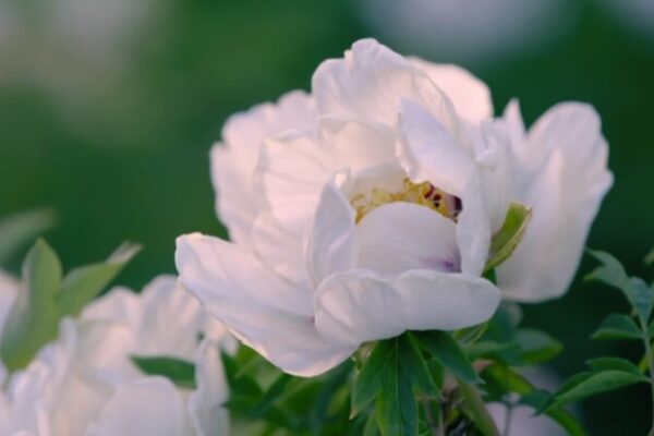 Blossom Matters Ep. 1: How Exploration Transformed Global Gardens 🌸🌍 Blossom_Matters_Ep__1__How_Exploration_Transformed_Global_Gardens___ video poster