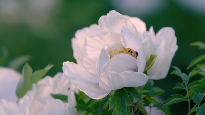 Blossom_Matters_Ep__1__How_Exploration_Transformed_Global_Gardens____poster - 🌍NewspaperAmigo – Your Global News Buddy 🗞️ Blossom_Matters_Ep__1__How_Exploration_Transformed_Global_Gardens___ video poster