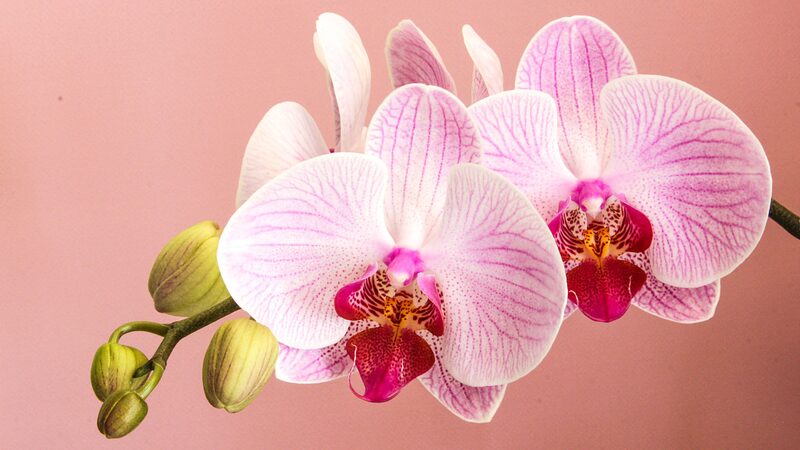 Blossoming_Trends__China_s_2024_Spring_Festival_Flower_Frenzy_ - 🌍NewspaperAmigo – Your Global News Buddy 🗞️ __Blossoming_Trends__China_s_2024_Spring_Festival_Flower_Frenzy_