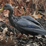 Boston_Oil_Spill_Sparks_Wildlife_Rescue_Frenzy___