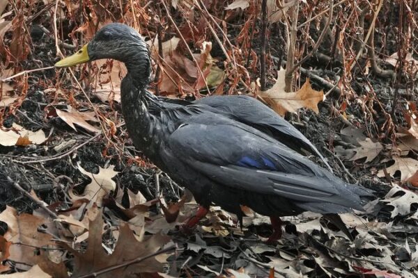 Boston Oil Spill Sparks Wildlife Rescue Frenzy 🦆🚨 Boston_Oil_Spill_Sparks_Wildlife_Rescue_Frenzy___