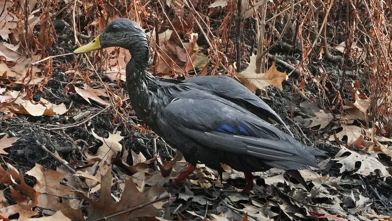 Boston_Oil_Spill_Sparks_Wildlife_Rescue_Frenzy___