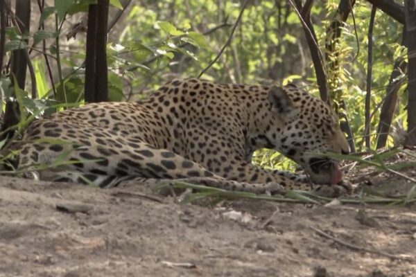 Brazilian Farmers Embrace Jaguar-Friendly Practices 🌿🐆 Brazilian_Farmers_Embrace_Jaguar_Friendly_Practices___