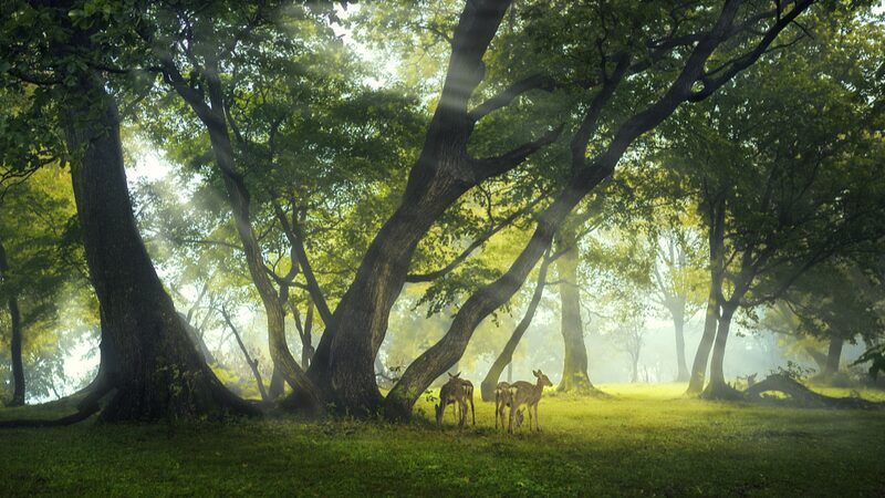 Breakthrough_in_Tree_Cloning_Boosts_Sustainable_Forestry___