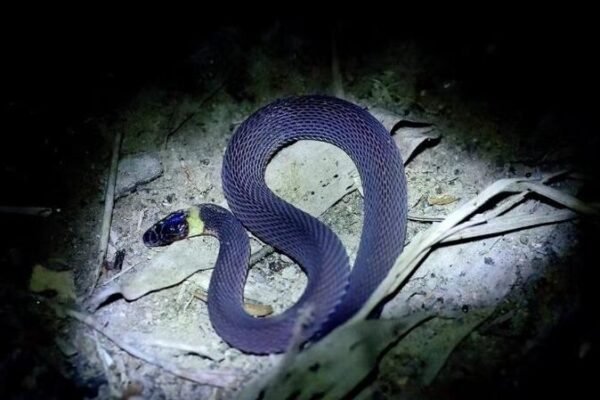 Bright Collar Snake Discovered in Central China! 🐍✨ Bright_Collar_Snake_Discovered_in_Central_China____