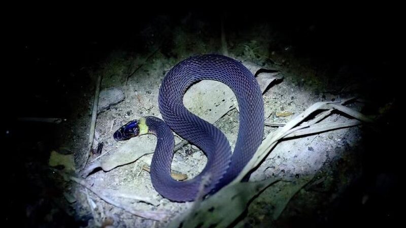 Bright_Collar_Snake_Discovered_in_Central_China____ - 🌍NewspaperAmigo – Your Global News Buddy 🗞️ Bright_Collar_Snake_Discovered_in_Central_China____