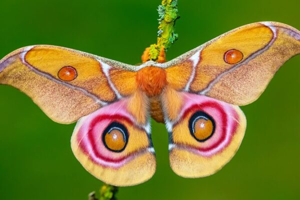 Bugging Out! 🐛 New Study Reveals Why Insects Swarm Lights Bugging_Out____New_Study_Reveals_Why_Insects_Swarm_Lights