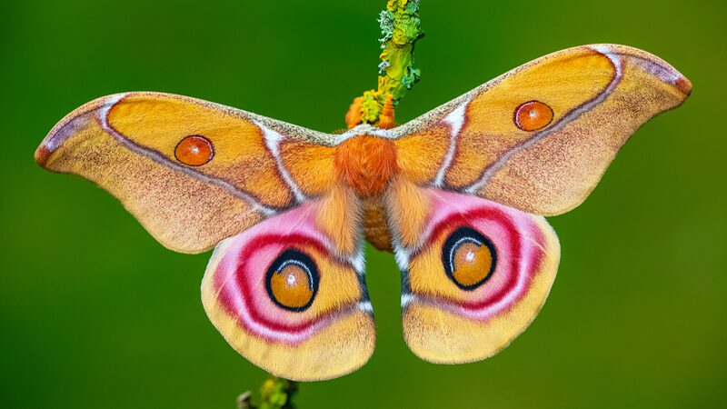 Bugging_Out____New_Study_Reveals_Why_Insects_Swarm_Lights