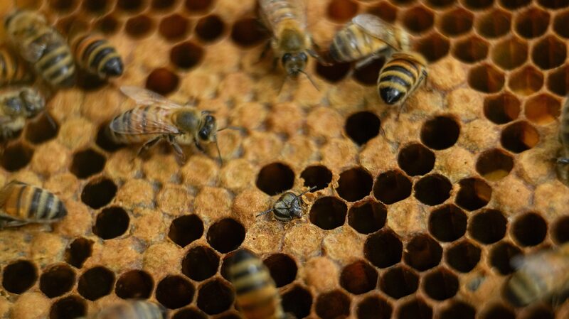 Buzzing_Solution__Honey_Bees_Slash_Elephant_Trespassing_by_86__in_Kenya___