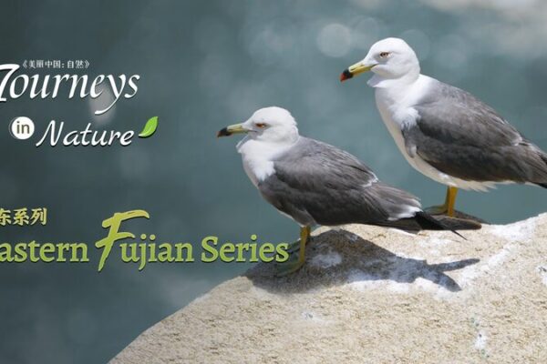 CGTN Nature’s New Fujian Doc Reveals Coastal Wonders 🌊🐐 CGTN_Nature_s_New_Fujian_Doc_Reveals_Coastal_Wonders___