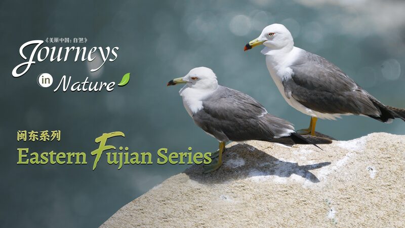CGTN_Nature_s_New_Fujian_Doc_Reveals_Coastal_Wonders___