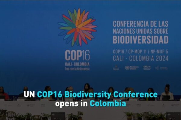 🌱 COP16 Kicks Off in Colombia: Global Push to Save Biodiversity 🌍 __COP16_Kicks_Off_in_Colombia__Global_Push_to_Save_Biodiversity__ video poster