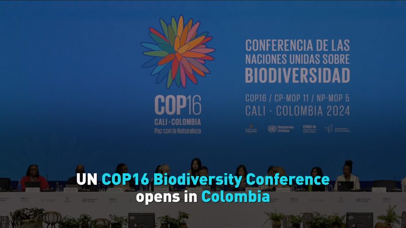 COP16_Kicks_Off_in_Colombia__Global_Push_to_Save_Biodiversity___poster - 🌍NewspaperAmigo – Your Global News Buddy 🗞️ __COP16_Kicks_Off_in_Colombia__Global_Push_to_Save_Biodiversity__ video poster