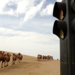 Camels_Follow_Traffic_Lights_in_Dunhuang_Desert___