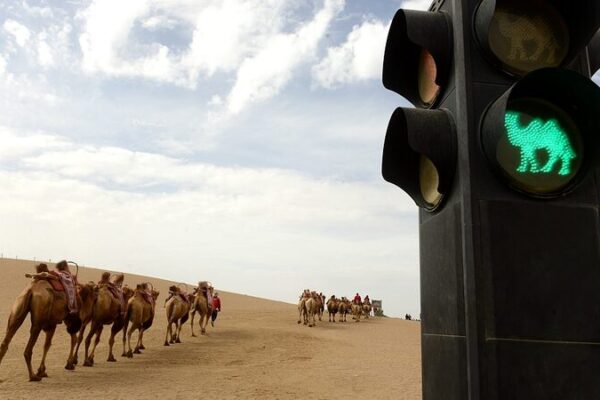 Camels Follow Traffic Lights in Dunhuang Desert 🐪🚦 Camels_Follow_Traffic_Lights_in_Dunhuang_Desert___