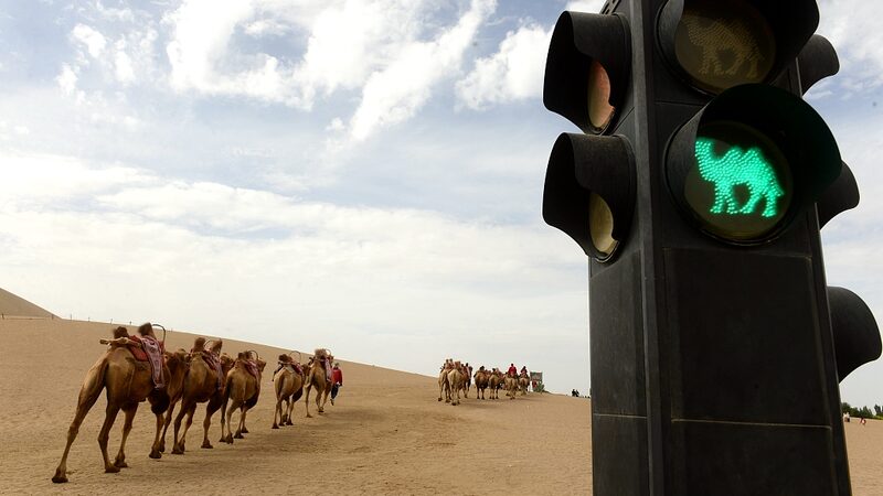 Camels_Follow_Traffic_Lights_in_Dunhuang_Desert___