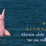 Can_Chinese_White_Dolphins_Find_Happiness_in_a_Busy_Xiamen____ video poster