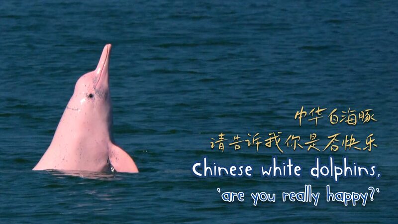 Can_Chinese_White_Dolphins_Find_Happiness_in_a_Busy_Xiamen_____poster - 🌍NewspaperAmigo – Your Global News Buddy 🗞️ Can_Chinese_White_Dolphins_Find_Happiness_in_a_Busy_Xiamen____ video poster