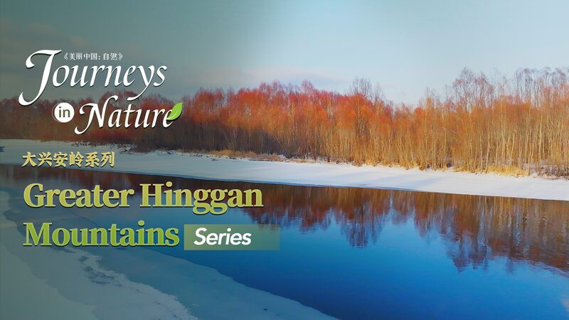 Capturing Winter Magic: Red Willows Illuminate Greater Hinggan Mountains Capturing_Winter_Magic__Red_Willows_Illuminate_Greater_Hinggan_Mountains video poster