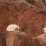 Cats_vs__Monkeys_Drama_Ends_at_Chinese_Zoo____