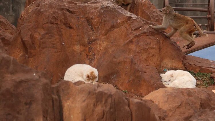 Cats_vs__Monkeys_Drama_Ends_at_Chinese_Zoo____