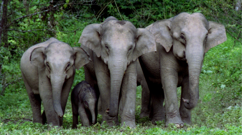 Celebrate_World_Elephant_Day_with_a_Birthday_Bash_for_Rescue_Giants_in_SW_China____poster - 🌍NewspaperAmigo – Your Global News Buddy 🗞️ Celebrate_World_Elephant_Day_with_a_Birthday_Bash_for_Rescue_Giants_in_SW_China___ video poster
