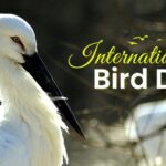 Celebrating_International_Bird_Day__Discover_China_s_Stunning_Avian_Diversity___ video poster