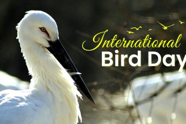 Celebrating International Bird Day: Discover China’s Stunning Avian Diversity 🐦✨ Celebrating_International_Bird_Day__Discover_China_s_Stunning_Avian_Diversity___ video poster