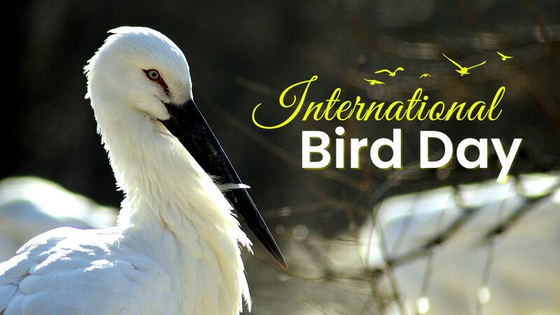 Celebrating_International_Bird_Day__Discover_China_s_Stunning_Avian_Diversity___ video poster
