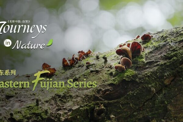 Centuries-Old Banyans in Fujian: Guardians of Yangjiaxi Village 🌳✨ Centuries_Old_Banyans_in_Fujian__Guardians_of_Yangjiaxi_Village___ video poster