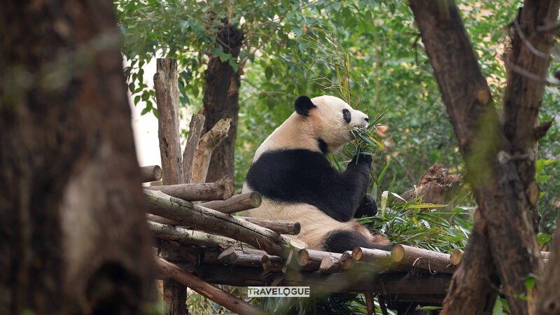 Chengdu_s_Giant_Panda_Paradise__A_Must_See_Adventure___