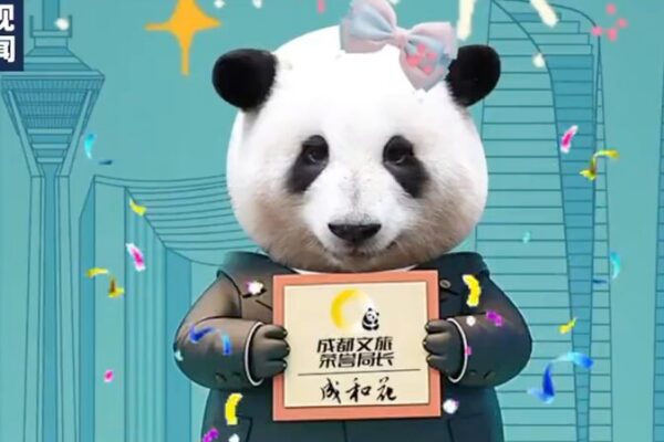 Chengdu’s Panda Star Hua Hua Named Honorary Tourism Chief 🐾🎖️ Chengdu_s_Panda_Star_Hua_Hua_Named_Honorary_Tourism_Chief____