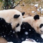 Chengdu_s_Pandas_Play_in_2024_s_First_Snowfall____