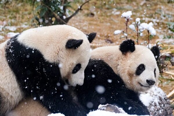 Chengdu’s Pandas Play in 2024’s First Snowfall ❄️🐼 Chengdu_s_Pandas_Play_in_2024_s_First_Snowfall____