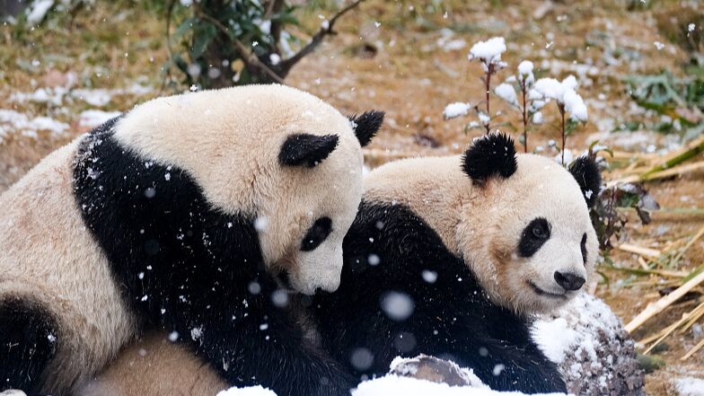Chengdu_s_Pandas_Play_in_2024_s_First_Snowfall____
