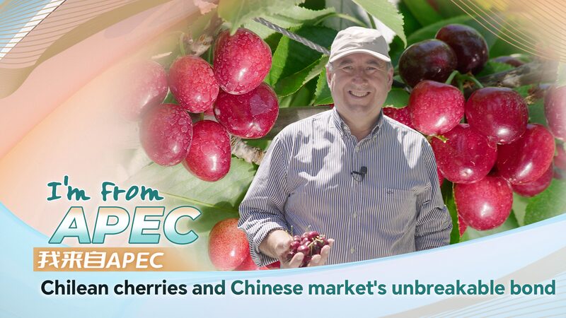 Cherry_Diplomacy__How_Chilean_Cherries_Sweeten_Ties_with_China___ video poster