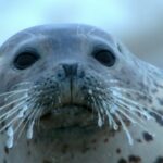 Chilly_Waters__Warm_Hearts__Spotted_Seal_Pups_Light_Up_Liaodong_Bay____ video poster