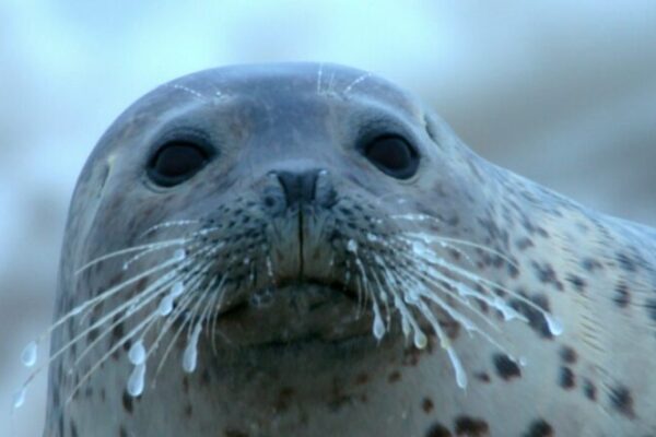 Chilly Waters, Warm Hearts: Spotted Seal Pups Light Up Liaodong Bay 🌊❄️ Chilly_Waters__Warm_Hearts__Spotted_Seal_Pups_Light_Up_Liaodong_Bay____ video poster