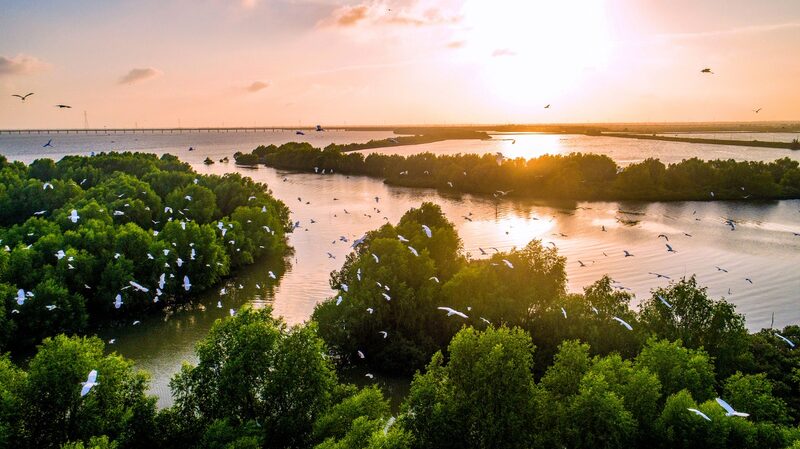 China_Boosts_Mangrove_Forests_by_7_000_Hectares_from_2020_2023___