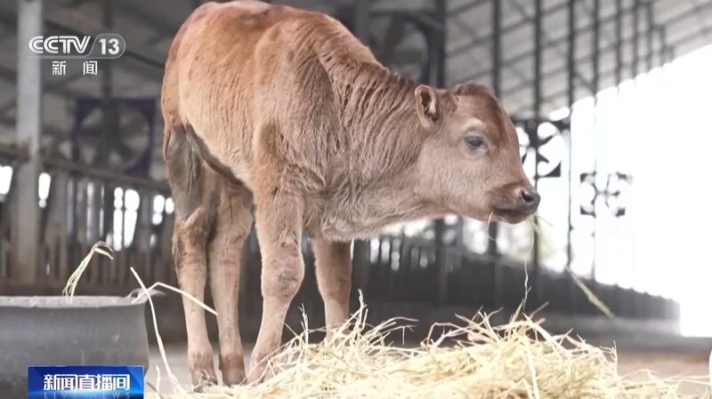 China_Clones_Endangered_Xizang_Cattle_in_Conservation_Breakthrough___ - 🌍NewspaperAmigo – Your Global News Buddy 🗞️ China_Clones_Endangered_Xizang_Cattle_in_Conservation_Breakthrough___