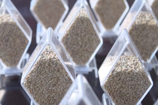 China Completes Massive Crop Diversity Survey ๐พ๐ก China_Completes_Massive_Crop_Diversity_Survey___