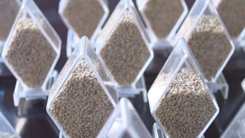 China_Completes_Massive_Crop_Diversity_Survey___ - 🌍NewspaperAmigo – Your Global News Buddy 🗞️ China_Completes_Massive_Crop_Diversity_Survey___