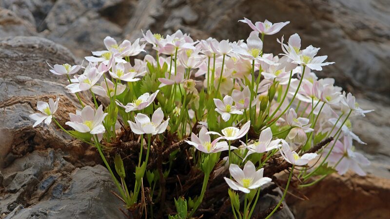 China_Cracks_Down_on_Illegal_Collection_of_Rare___Endangered_Plants___ - 🌍NewspaperAmigo – Your Global News Buddy 🗞️ China_Cracks_Down_on_Illegal_Collection_of_Rare___Endangered_Plants___