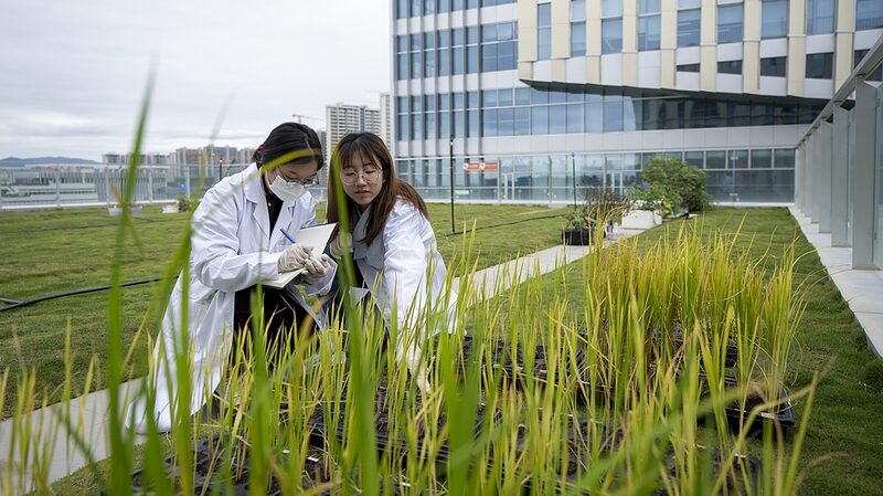 China_Cultivates_Future_with_High_Tech_Farming____
