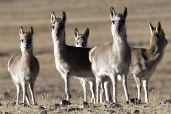 China_Decodes_High_Altitude_Antelope_DNA___