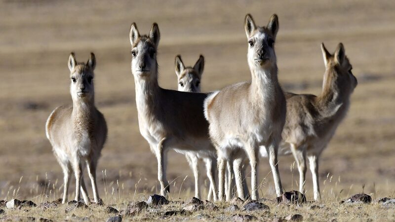 China_Decodes_High_Altitude_Antelope_DNA___ - 🌍NewspaperAmigo – Your Global News Buddy 🗞️ China_Decodes_High_Altitude_Antelope_DNA___