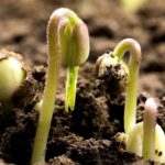 China_Digs_Deep__New_Digital_Soil_Database_Maps_63_000_Profiles____