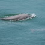 China_Enforces_10_Year_Yangtze_Fishing_Ban_to_Revive__Mother_River____